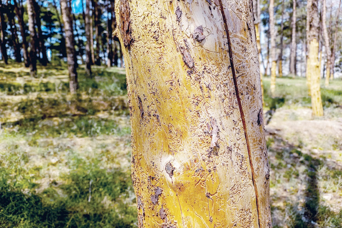 sara sabzi (6 of 11)