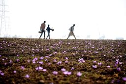 کارگری در مزارع، مردن در جاده/گزارشی از شرایط کاری کودکان بلوچ بی‏‌شناسنامه در زمین‌های زعفران، گوجه و باغ‏‌های پسته و خرما