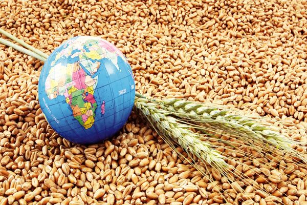 غفلت راهبردی از امنیت غذایی/درباره تهدیدی که فراتر از تحریم‌ها و ناترازی‌هاست