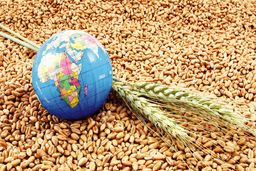 غفلت راهبردی از امنیت غذایی/درباره تهدیدی که فراتر از تحریم‌ها و ناترازی‌هاست