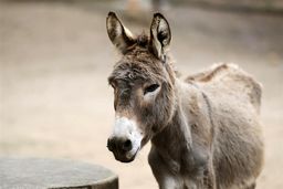 کشف 3 تن گوشت الاغ در تهران 