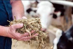 راهکار علمی برای مقابله با محدودیت‌های تأمین غذای دام‌ها