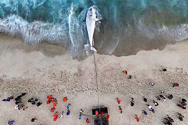 دلش از عمق اقیانوس گرفته بود/درباره عکسی از خودکشی یک نهنگ گوژپشت در ریودوژانیرو