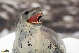 آواز فک‌های پلنگی شبیه آهنگ‌های کودکانه است