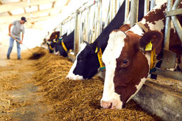 بدهی دولت به واردکنندگان نهاده