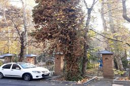 دلایل قطع درختان  محوطه خانه موزه دکتر حسابی اعلام شد