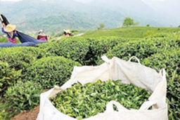 خبر مهم درباره مطالبات چای‌کاران 