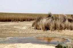 ۵۸ درصد تالاب شادگان خشک شد