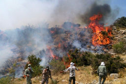 حریق هیرکانی/ ابعاد حقوقی  آتش‌سوزی کهن‌ترین جنگل ایران