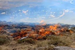 آتش‌سوزی در دامنه دماوند ۱۰ هکتار مرتع را سوزاند