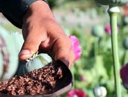 هشدار یک نماینده درباره افزایش کشت غیرقانونی خشخاش در برخی استان‌ها

