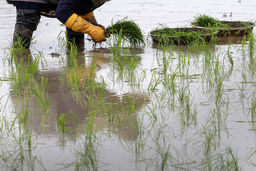 کشت برنج در این استان ممنوع شد 