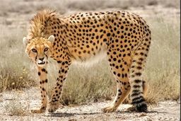 مشاهده پلنگ ایرانی در ارتفاعات فیروزکوه تهران