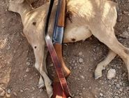 شکارچی متخلف در منطقه حفاظت‌شده دنا دستگیر شد