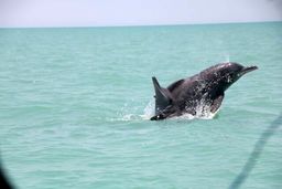 وجود ۷ گونه دلفین در آب‌های جنوبی ایران
