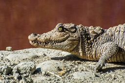 هشدار محیط زیست درباره احتمال خروج گاندوها از زیستگاه