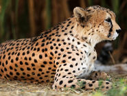 این هشدار جدی است؛ یوز ایرانی به خط پایان نزدیک شد