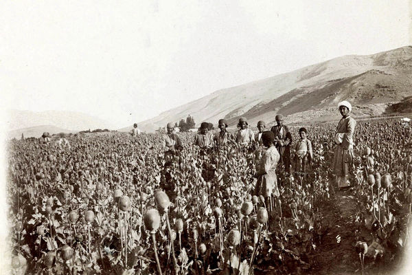 آزادسازی تولید تریاک؟ممنوعیت کشت خشخاش توسط طالبان، صنعت داروی ایران را با کمبود ماده اولیه مواجه کرد