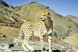 جزئیات یوزپلنگ تازه شناسایی شده در سمنان اعلام شد