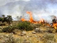 46  هزار هکتار اراضی ملی مرتعی و جنگلی ایران در آتش سوخت