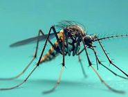 هشدار درباره شیوع تب دنگی در هرمزگان؛ چرخه انتقال در بندرعباس فعال شد