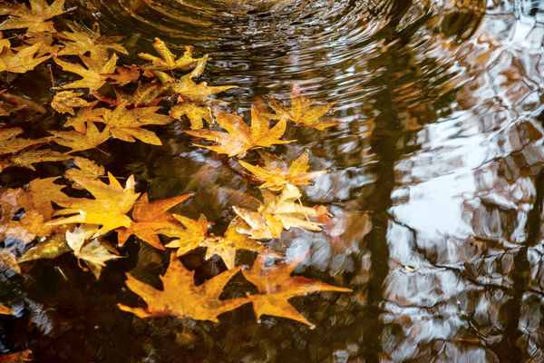 خزان/درباره عکسی از پاییز که نفهمیدیم کی آمد