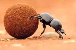 بی‏‌مهرگانی که حیات‌ما وابسته به‌آن‏هاست/نگاهی مختصر به روایت زندگی حشره‌‏ها در «ویز، نیش، گاز»