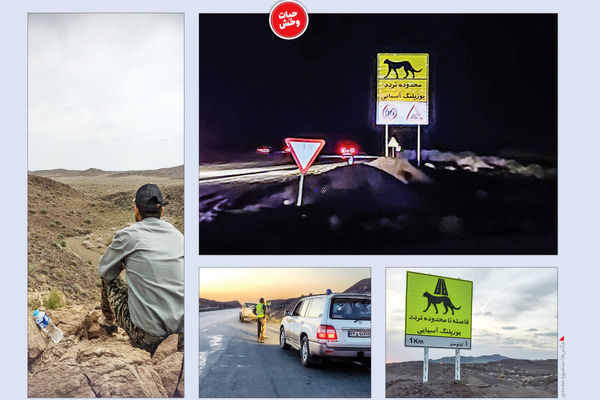 هیچ یوزپلنگی نمُرد/گزارش میدانی از پایش موفق جاده میامی در نوروز که زیستگاه آخرین یوزهای ایرانی است