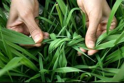  سیزده پیمانِ سیزده بدر!