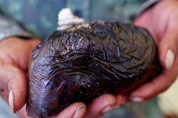 رکوردداران مصرف تریاک در ایران معرفی شدند 