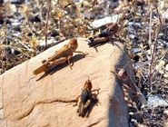 احتمال حمله ملخ به جنوب کشور