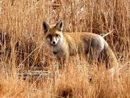 مرگ کودک ۳ ساله بر اثر روباه‌گزیدگی