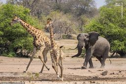 از فیل تا زرافه؛ آفریقا تنها پناهگاه حیوانات غول‌پیکر باقی‌مانده جهان