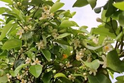 برداشت بهار نارنج در فارس آغاز شد