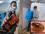 سم ساس از کجا بخریم؟ + معرفی قوی ترین سم ساس کش