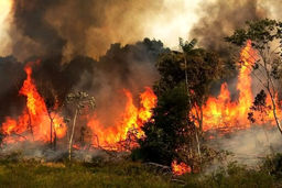 ادامه آتش‌سوزی در جنگل‌های «الیت»