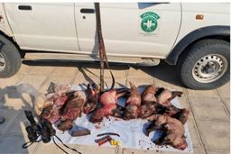 پایان شکار مرگبار تشی‌ها در جنوب کرمان