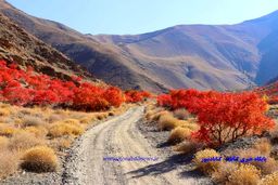 فرماندار گناباد: حمایت از تولید و صادرات سماق، ضرورتی ملی است