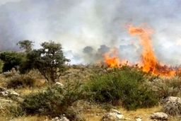 آتش در جنگل‌های چالوس مهار نشدنی شد/ اعزام همزمان ۳ هلیکوپتر برای نخستین بار
