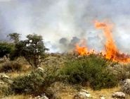 ۷۰ درصد آتش‌سوزی‌های اخیر منشأ انسانی دارد
