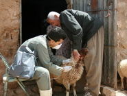 خدمات واکسیناسیون در مناطق روستایی و عشایری رایگان است